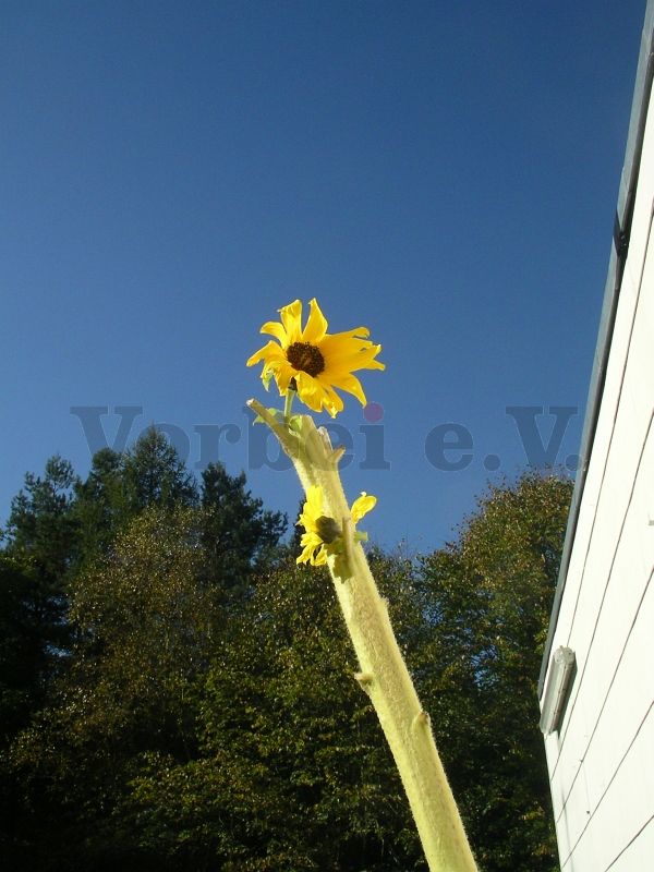Späte Blüte einer bereits zurückgeschnittenen Sonnenblume.