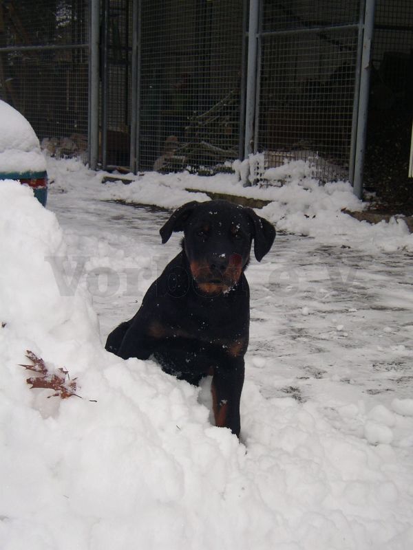 Wachhund Deick erkundet interessiert die Schneelandschaft.