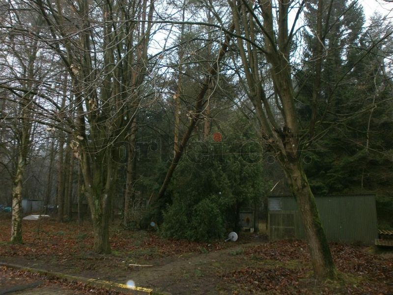 Gefahr für den Wetterschutz-Überbau: Ein Baum ist umgestürzt und fiel in der Krone eines benachbarten Baumes.