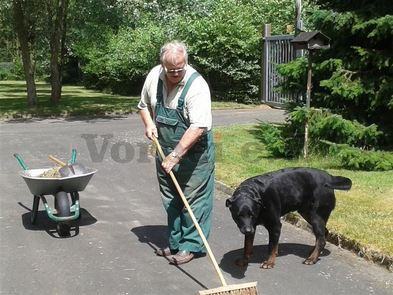 Wachhund Deick beaufsichtigt die Reinigungsarbeiten.