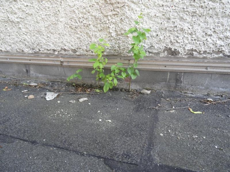 Der Pflanzenbewuchs auf der Dacheindeckung wird regelmäßig entfernt, damit keine Schäden entstehen.