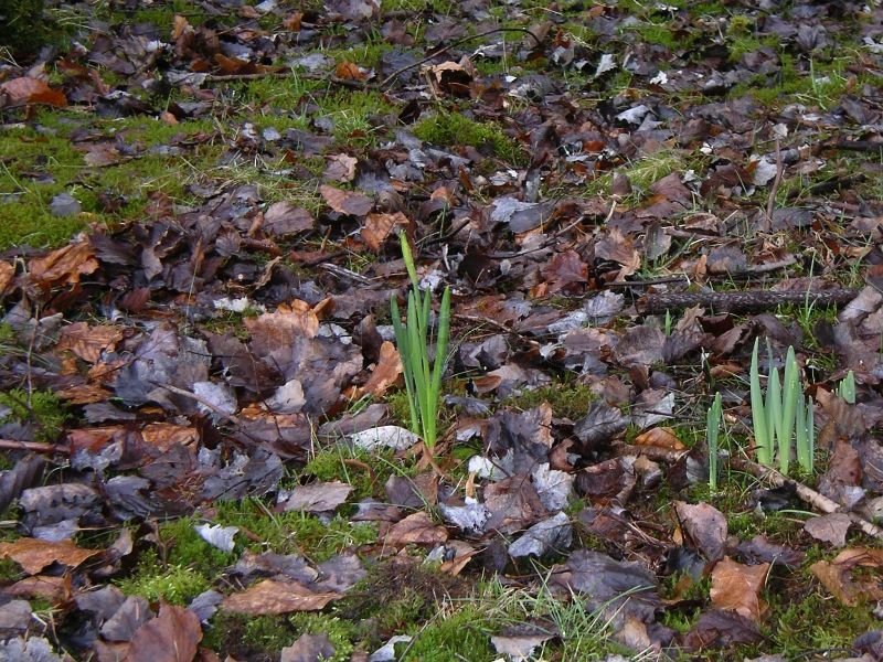 Nach dem Abtau der Schneedecke setzt das erste Pflanzenwachstum auf dem GSVBw-Gelände ein.