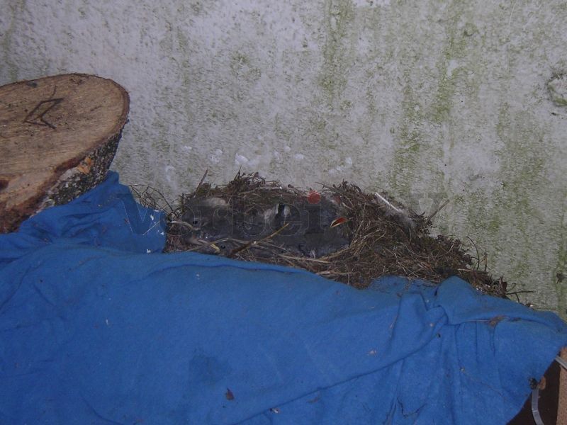 Tierischer Nachwuchs: Bachstelzen-Küken im Hundezwinger. Um die Vögel nicht zu stören, wurde der Bereich um das Nest herum während der Brut- und Aufzuchtphase gemieden.