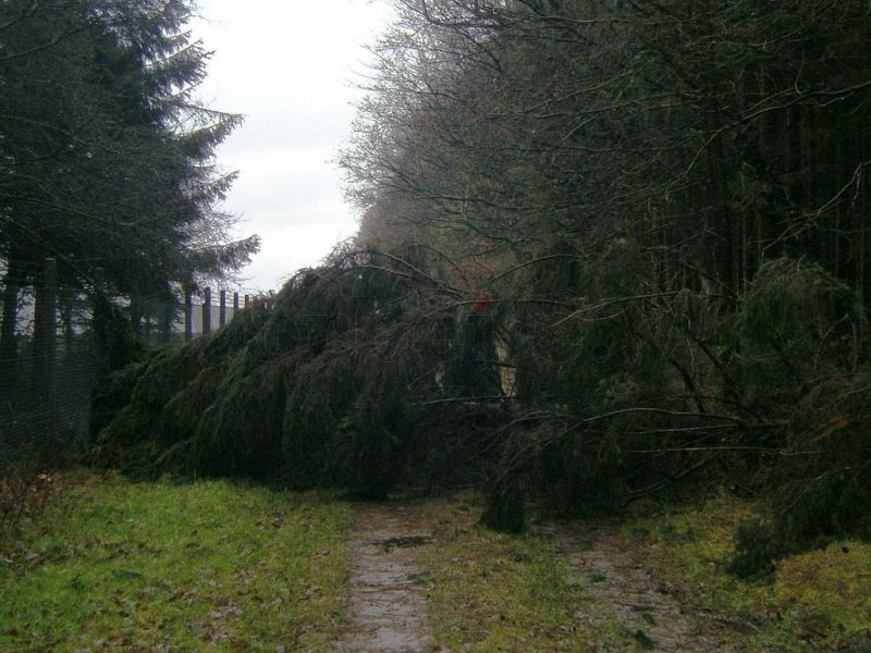 Im benachbarten Waldstück stürzte ein Nadelbaum aufgrund starker Sturmeinwirkung um, und blockiert einen Wirtschaftsweg.