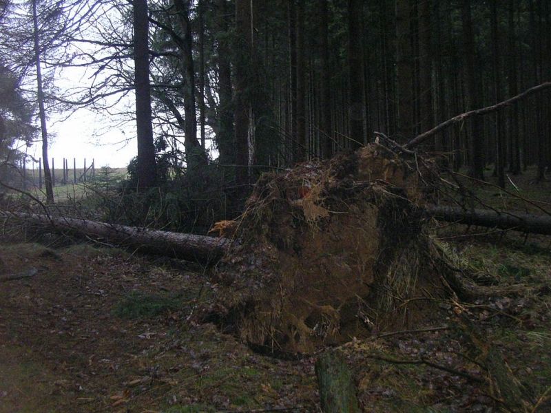 Das freigelegte Wurzelwerk des umgestürzten Baumes.