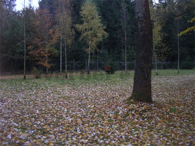 Die Grünflächen auf dem GSVBw-Gelände sind mit einer dichten Laubschicht eingedeckt.