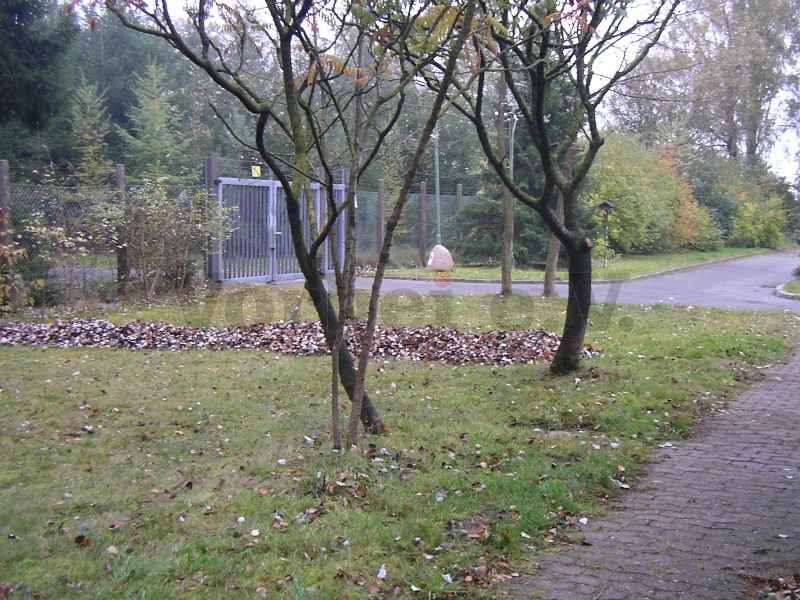 Aufgrund des hohen Baumbestandes bilden sich an vielen Stellen des GSVBw-Grundstücks Laubberge.