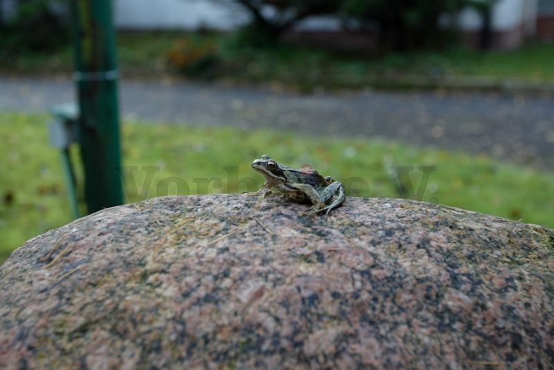 Ein Frosch auf dem GSVBw-Wappenstein.