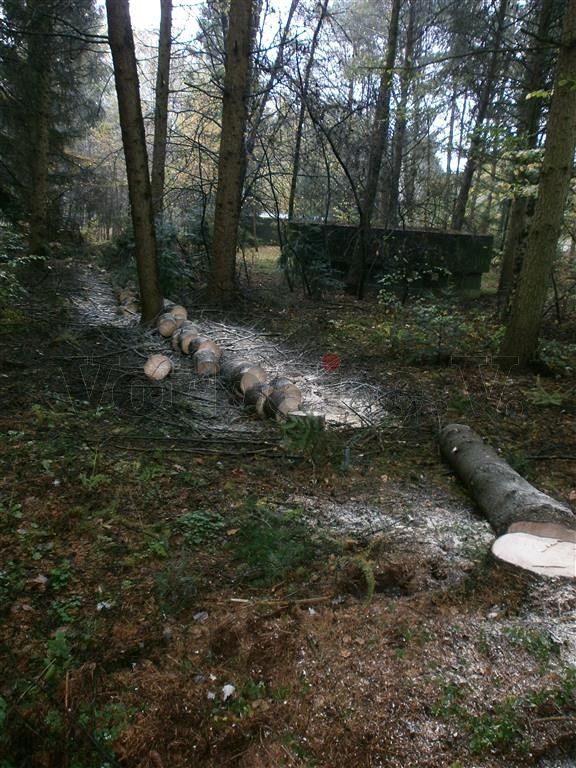 Das Bruchholz wird zerlegt und aus dem Waldbereich entfernt.