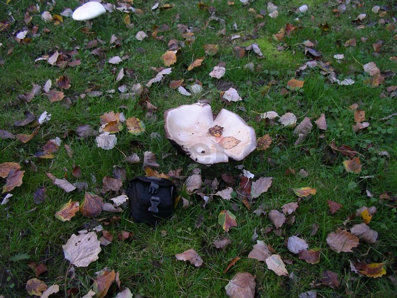 Laubbefall und ein Pilz mit beeindruckenden Ausmaßen (Fototasche zum Größenvergleich) auf der Wiese der GSVBw 22.