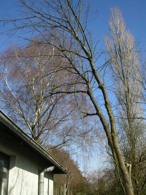 Bedrohlich: Geneigte Bäume und überstehendes Astwerk an der Südseite des Dienstgebäudes.