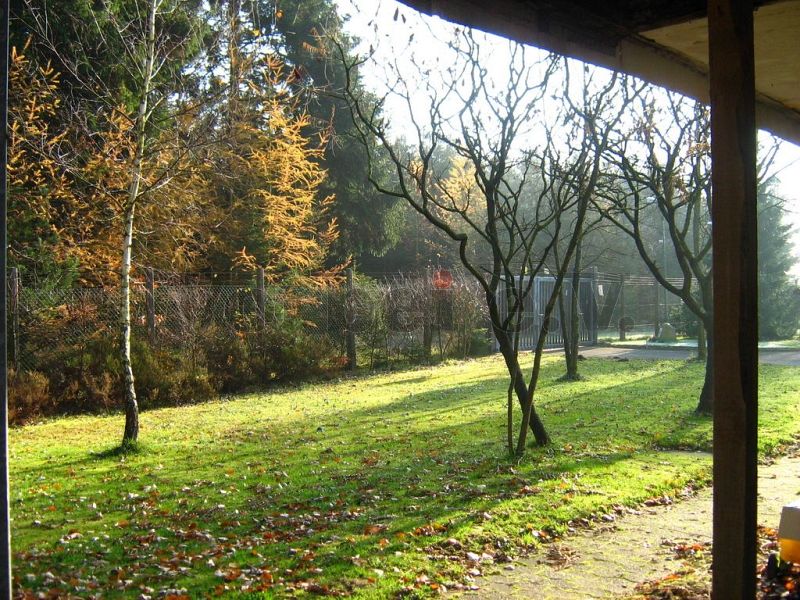Die Laubbäume auf den Grünflächen des GSVBw-Geländes haben nahezu alle Blätter verloren.