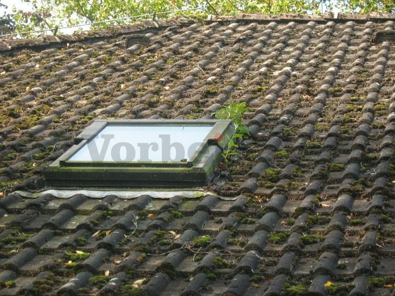 Detail: Moos- und Pflanzenbewuchs auf den Dachsteinen.