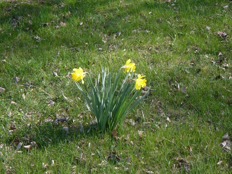 Frühlingsbote auf einer Rasenfläche des GSVBw-Geländes.