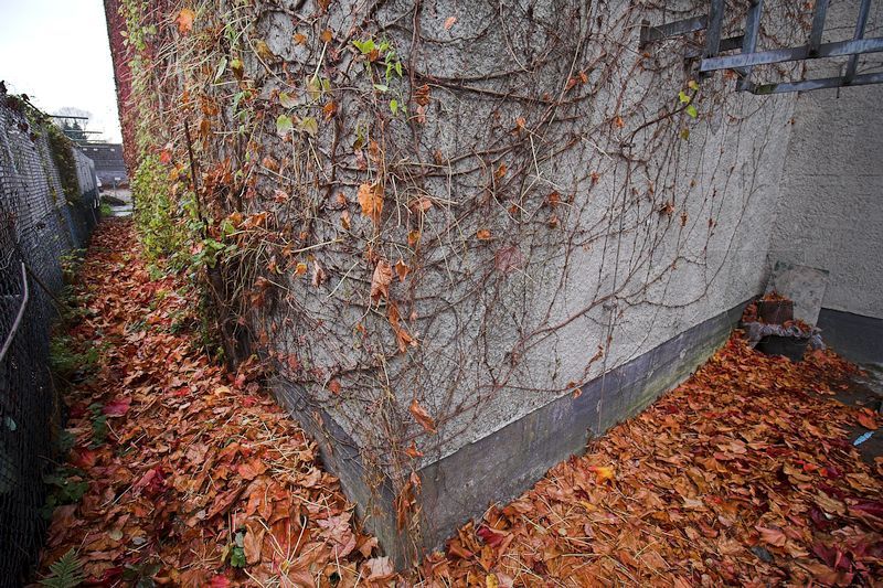 Das Foto zeigt den Weinbewuchs am Bunker, der sein Laub fast vollständig abgeworfen hat. Die Blätter bilden eine dicke Laubschicht auf dem Boden des gesamten Außenbereiches an der Bunkerrückseite.