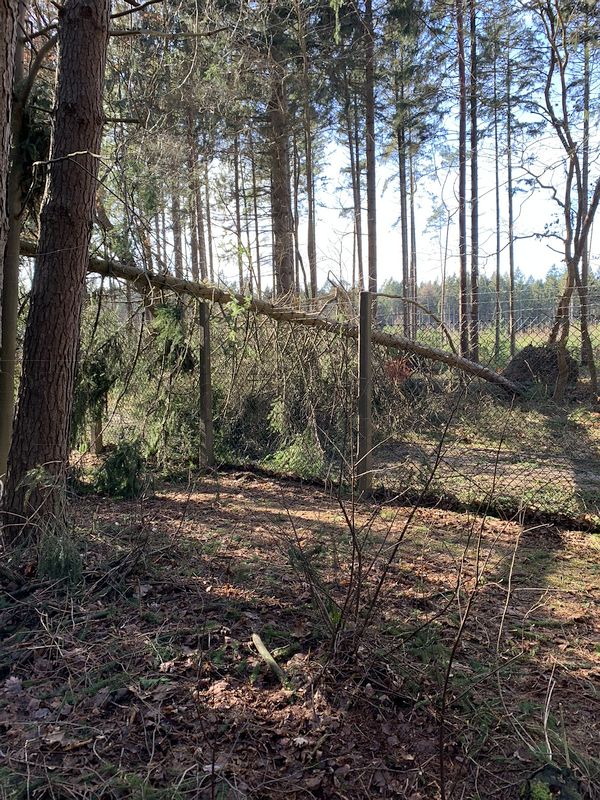 Das Foto zeigt einen umgestürzten Baum in der Zaunanlage auf der Rückseite des GSVBw-Grundstücks.