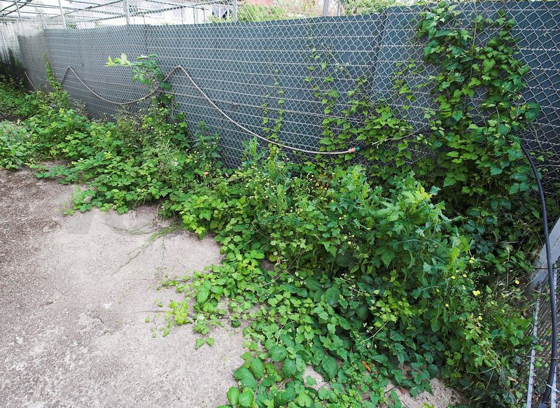 Eine ehemals freigeschnittene Fläche auf der Bunkerrückseite ist wieder mit gut entwickelten Pflanzen bedeckt.