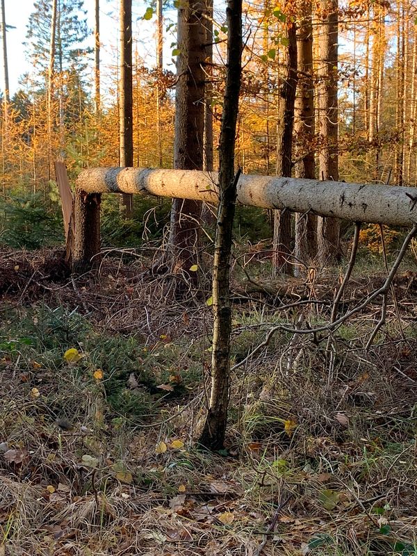 In einem Waldstück neben unserem GSVBw-Grundstück ist ein Baum in etwa 1,5 Metern Höhe abgebrochen und in Richtung GSVBw gestürzt. Der Baum blockierte dabei auch einen Wirtschaftsweg, der zwischen Waldstück und GSVBw-Grundstück verläuft.