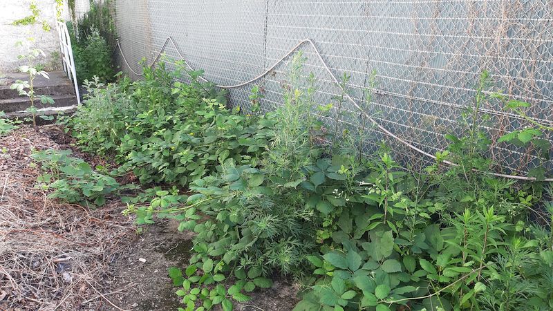 Auf der Bunkerrückseite breiten sich wildwachsende Pflanzen aus. Wachsen die Pflanzen noch höher, wird der Durchgang erheblich erschwert.