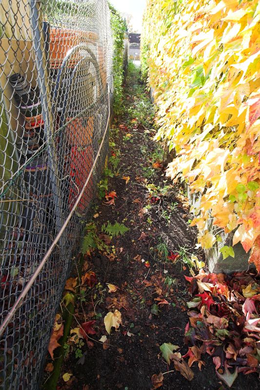 Zwischen dem Filteranbau und dem Zaun auf der Grundstücksgrenze befindet sich ein schmaler Durchgang. Dieser Durchgang ist mit Weinlaub und Unkräutern bedeckt. Die Wand des Filteranbaus ist auf der gesamten Länge (etwa 20 Meter) mit gelb gefärbten Weinblättern bedeckt.