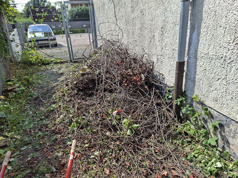 Bereits im Vorfeld haben wir das Schnittgut auf einem Sammelplatz, den wir auf der Bunkerrückseite angelegt haben, aufgeschichtet. Dabei ist bereits eine beachtliche Menge zusammengetragen worden. Bereits im Vorfeld haben wir das Schnittgut auf einem Sammelplatz, den wir auf der Bunkerrückseite angelegt haben, aufgeschichtet. Dabei ist bereits eine beachtliche Menge zusammengetragen worden.
