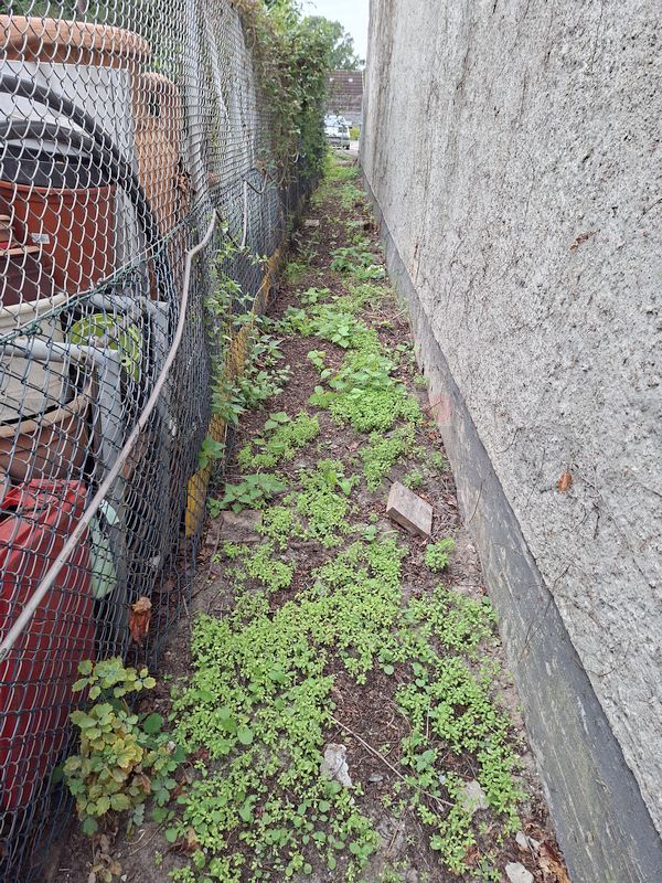 Der Weinbewuchs am Filteranbau wurde vollständig entfernt. Im letzten Arbeitsschritt haben wir das Schnittgut vom schmalen Betriebsweg aufgesammelt und im Grüngut-Container entsorgt. Der Weinbewuchs am Filteranbau wurde vollständig entfernt. Im letzten Arbeitsschritt haben wir das Schnittgut vom schmalen Betriebsweg aufgesammelt und im Grüngut-Container entsorgt.