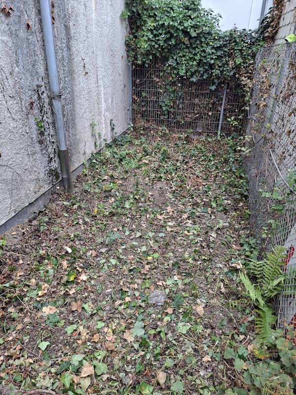 Die Gehölze auf dieser Fläche wurden zurückgeschnitten und die Wände von Wein- und Efeuranken befreit. Die Gehölze auf dieser Fläche wurden zurückgeschnitten und die Wände von Wein- und Efeuranken befreit.