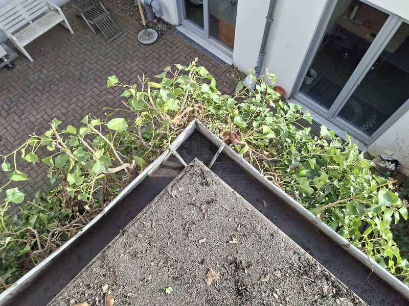 An der Nord-Ost-Ecke des Bunkers wurden zunächst die in die Regenrinne eingewachsenen Efeuranken zurückgeschnitten. Im Anschluss erfolgte die gründliche Reinigung der Rinne. An der Nord-Ost-Ecke des Bunkers wurden zunächst die in die Regenrinne eingewachsenen Efeuranken zurückgeschnitten. Im Anschluss erfolgte die gründliche Reinigung der Rinne.